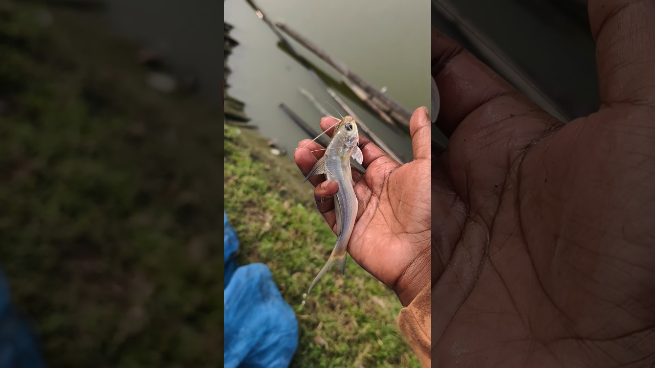 Choosing to be the protector he never expected! 🛡️🐠