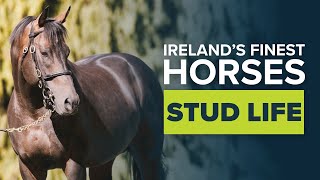 SEA THE STARS, INVINCIBLE SPIRIT & WALDGEIST: MEET IRELAND'S HORSE RACING HEROES