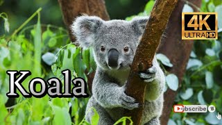 Koala bear - World of Animals 4K screenshot 3