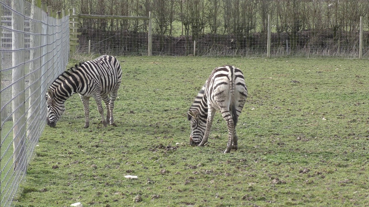Plains Zebras, Axe Valley Wildlife Park (16th March 2018)