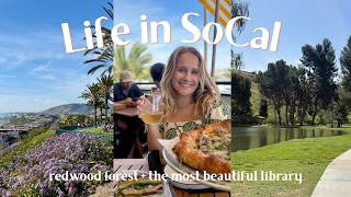 California Diaries: road trip to redwoods, a dream library + my job search update