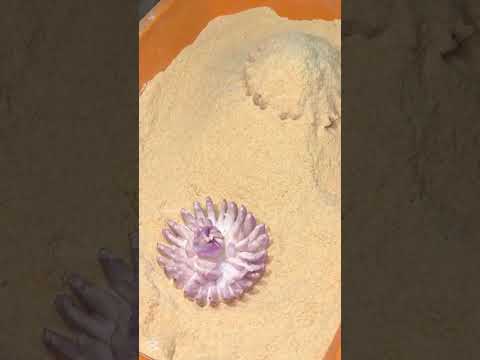 هل يختلف طعم البصل المقرمش المزهر في الهند عن باقي دول العالم