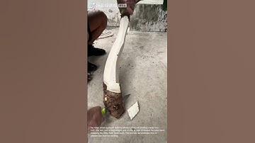 Preparing Taro Root: Cutting and Peeling a Giant Vegetable