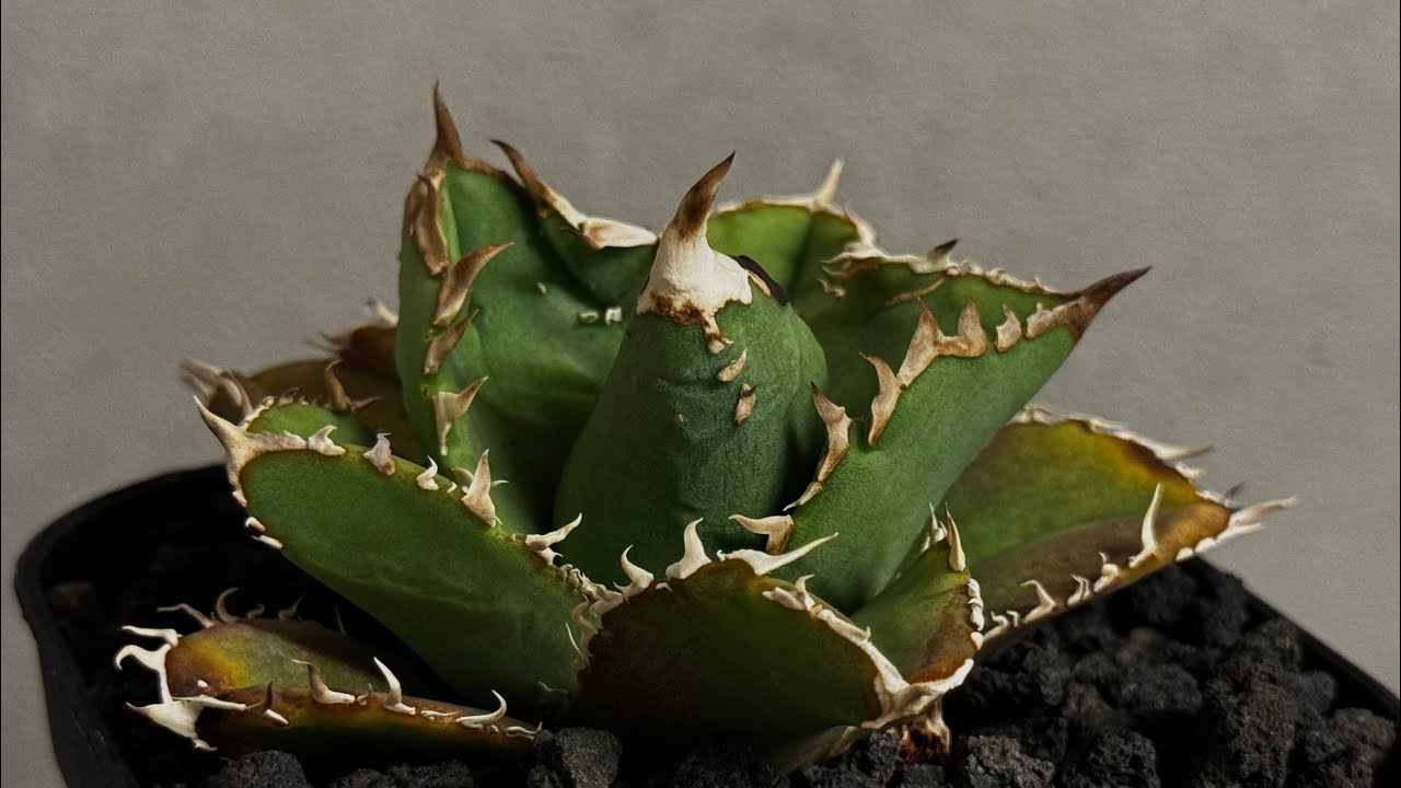 20260426 アガベ・チタノタ 天狼星(シリウス)-011｜agave titanota