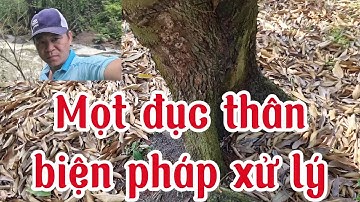 Mọt đục thân sầu riêng ,biện pháp xử lý.