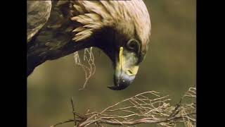 WHERE EAGLES FLY HD 130425
