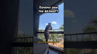 Бросила жена #дочка #папа #семейныйюмор