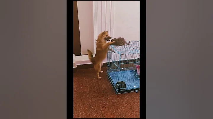 Video 11490131: cat vs persian, persian cat dog, pets fun, adorable pets