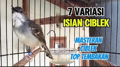 7 variasi isian ciblek buat masteran dan pancingan, masteran ciblek ngebren variasi