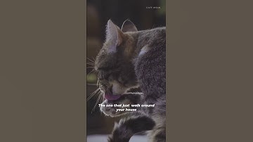 The cats ~ Shaykh Hamza Yusuf