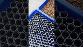 superworm step 1