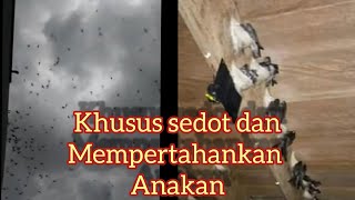 Suara panggil walet khusus untuk sedot anakan walet!