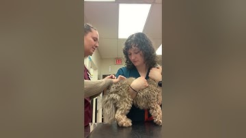 Skill 12: IM (intramuscular) injection dog