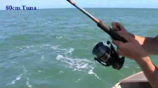 Shark attacks Tuna