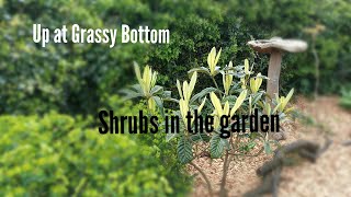 Shrubs in the garden, a look at some garden shrubs, 2024