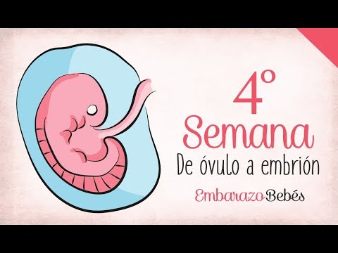 Video: 4ta Semana De Embarazo: Sensaciones, Desarrollo Fetal