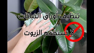 تنظيف أوراق النباتات الداخلية بطريقة آمنه clean plants leaves safely