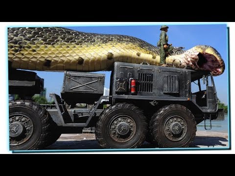Video: Salamandra gigante (gigantesca): descrizione, dimensioni