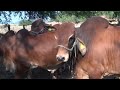 RANCHO EL GENERAL.- BRAHMAN ROJO Y BRAHMAN GRIS CON SELECCIÓN FUNCIONAL.