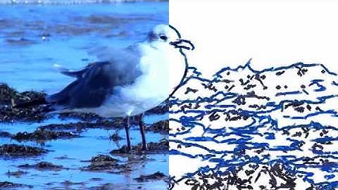 Drawing and sketching video using Virtualdub and MSU Cartoonizer filter