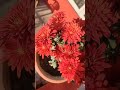 Red Chrysanthemum Guldaudi Terrace Gardening Hobby Photography Adventure Red Chrysanthemum Guldaudi Terrace Gardening Hobby Photography Adventure