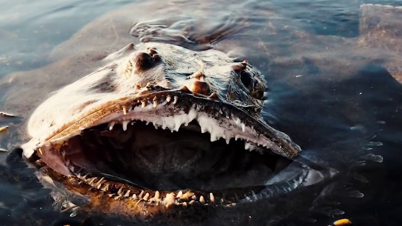 Чудовища черного моря Чудовища черного моря