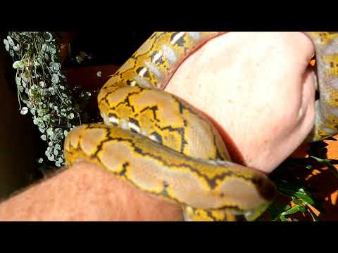Super Dwarf Reticulated Python Platinum