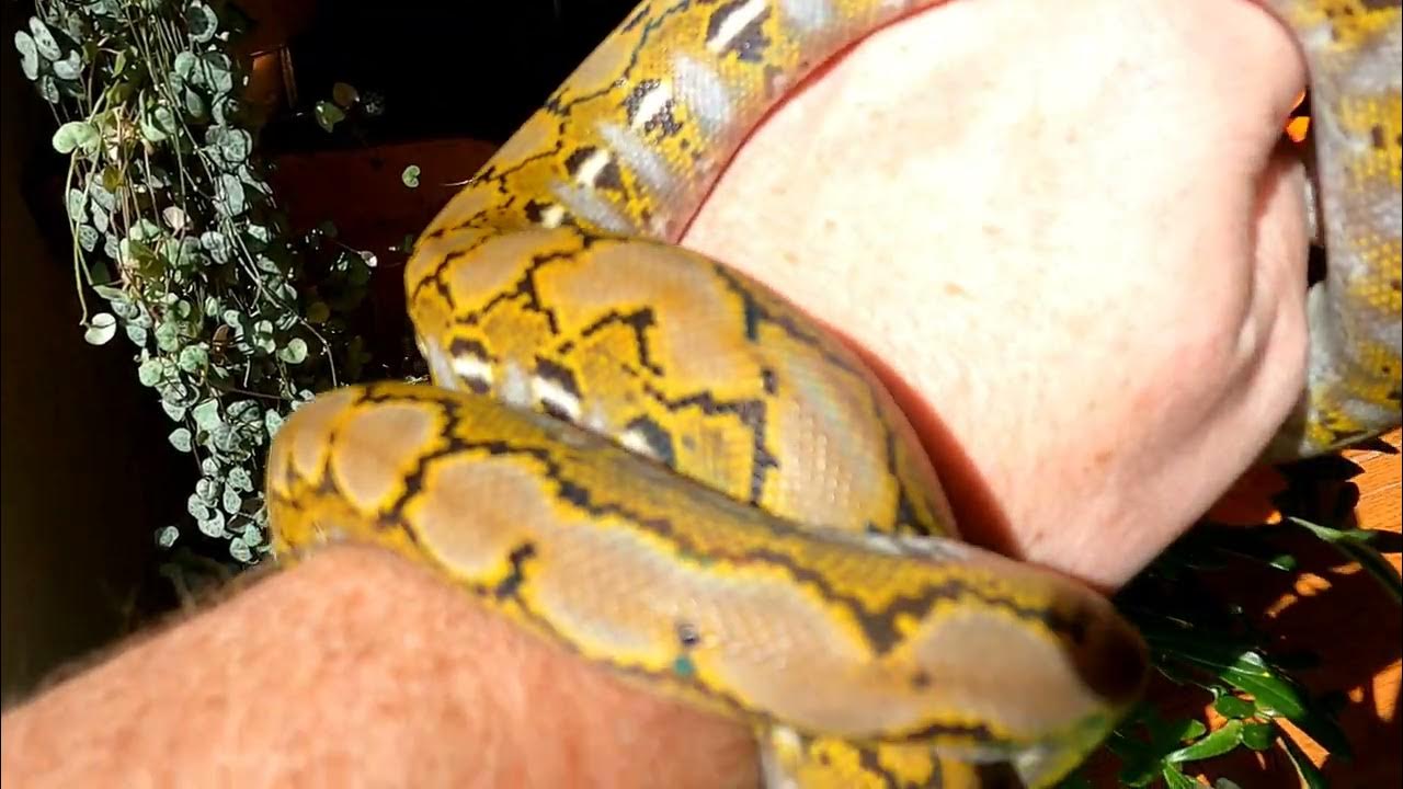 Super Dwarf Reticulated Python Platinum - YouTube