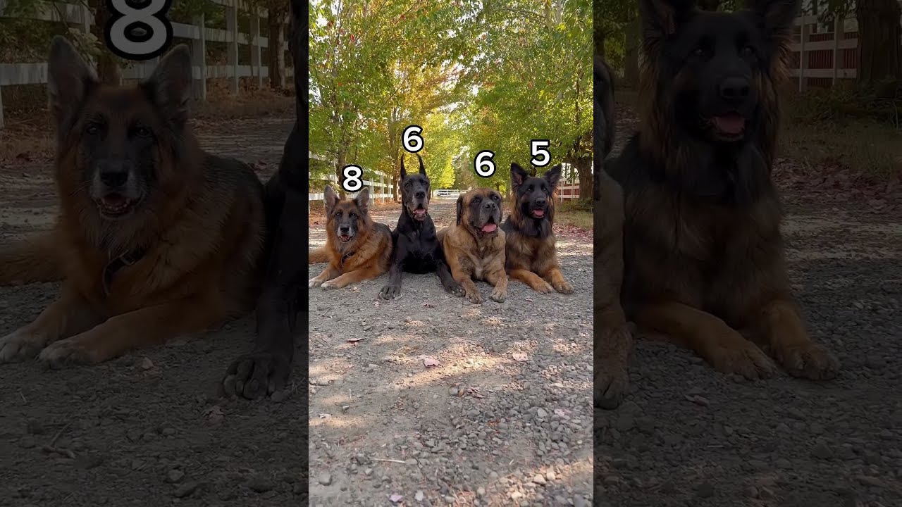 Siblings Anthem Check All Rescue Ages Are Estimates Husky Greatdane Gsd Belgianmalinois