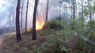 Longleaf burn July 2014