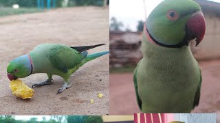 Parrot love WhatsApp Status Video 2020 || Nature Parrot bird video || Parrot talking video latest