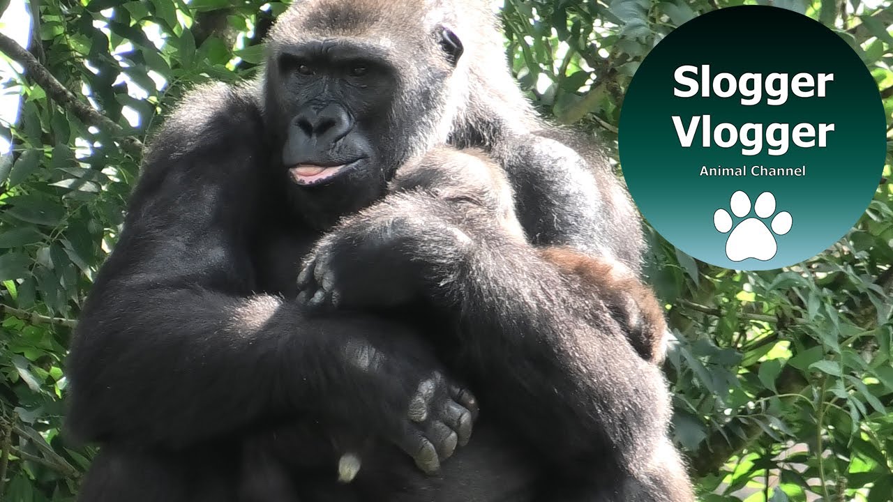 Surrogate Gorilla Mother Shaking Baby But Mum Is There To Take Over