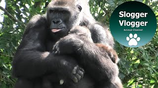 Surrogate Gorilla Mother Shaking Baby But Mum Is There To Take Over