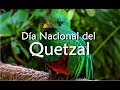 10 Datos sobre el Quetzal