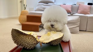After this puppy tasted durian for the first time, she lost her mind :'(