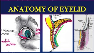 EYELIDS ANATOMY EXPLAINED