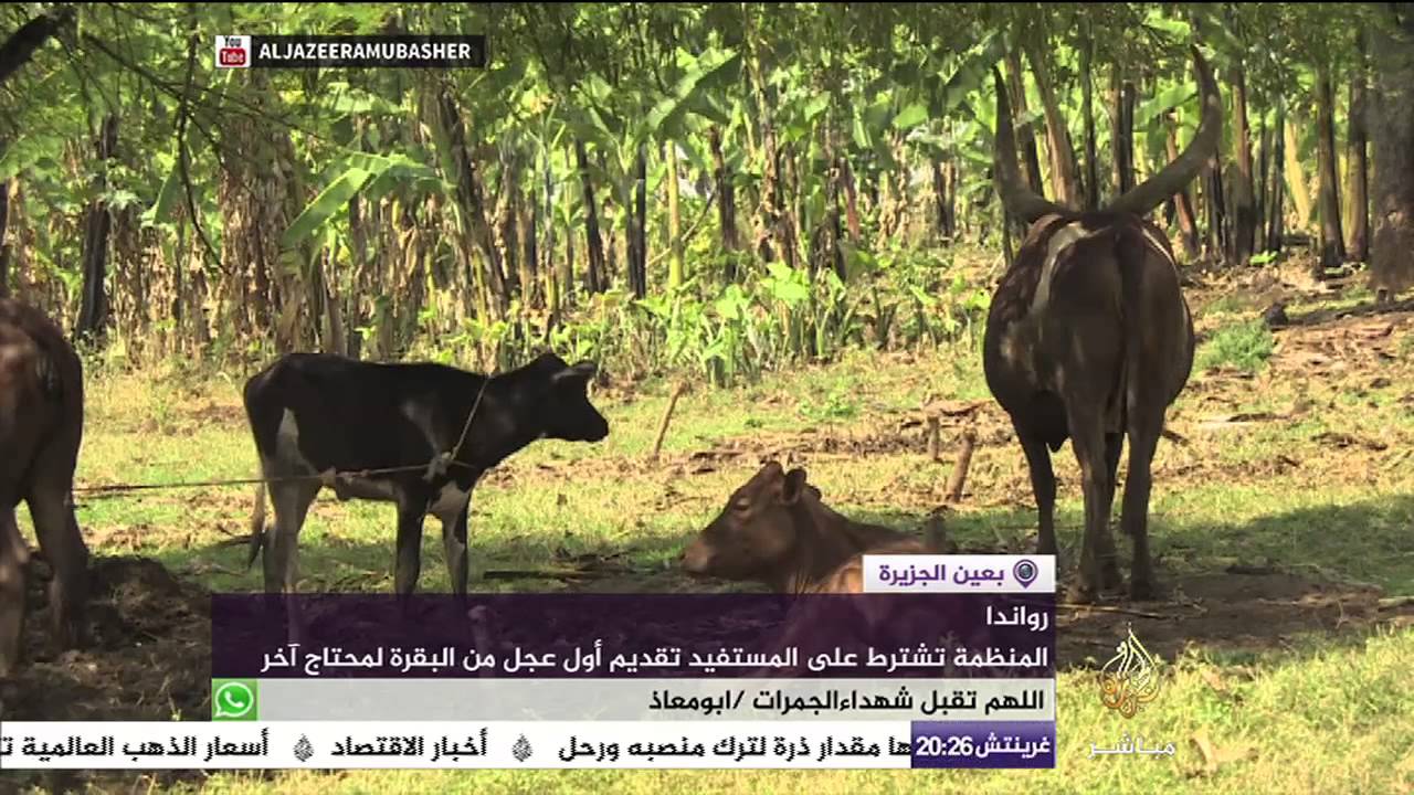 منظمة إغاثية تفتح فرصا معيشية للأسر الفقيرة عبر منحهم أبقارا في رواندا