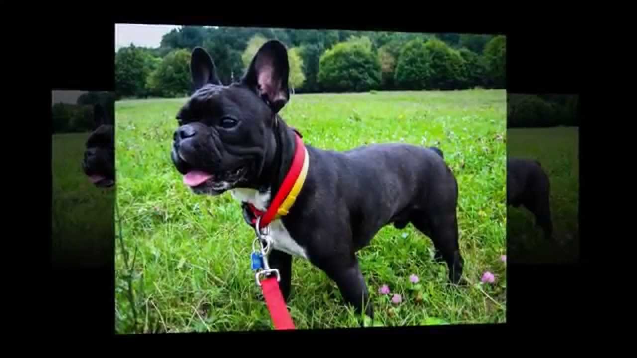 10 Most Loved Dog Breeds Introduced By I Love Dogs Club YouTube