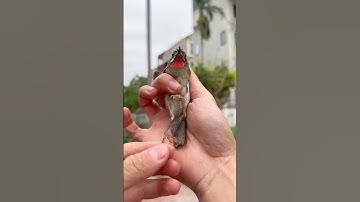 Thả chim OANH CỔ ĐỎ về với tự nhiên🥰 #đạtbirdtv #pets #birds #aviary #shorts