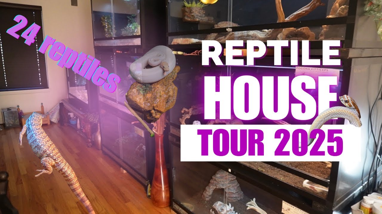 REPTILE ROOM TOUR 2025 (finally) - YouTube