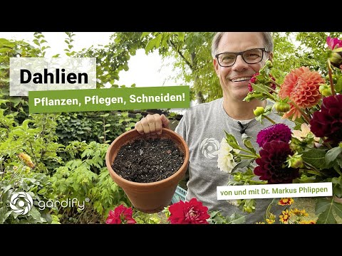 Video: Fehlerbehebung bei häufigen Dahlienproblemen: Dahlienkrankheiten und Schädlinge