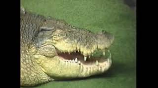 'Fremantle Crocodile Farm'  [1993] by Paul Gleave 3,705 views 6 years ago 5 minutes, 44 seconds