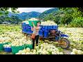 [TIMELAPSE] -- 360 Days Harvesting cantaloupe, cucumber Morning Market Cleared Quickly