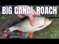 Big canal roach  caught on the waggler float