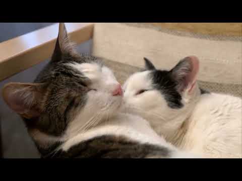The sleepy cats compilation videos! #cutecat #cute #cat