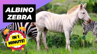 Albino Zebra - In 1 Minute!  🎠 Albino Animal You Have Never Seen | 1 Minute Animals