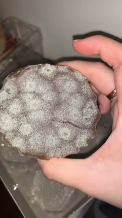 kalian suka kue bakul?