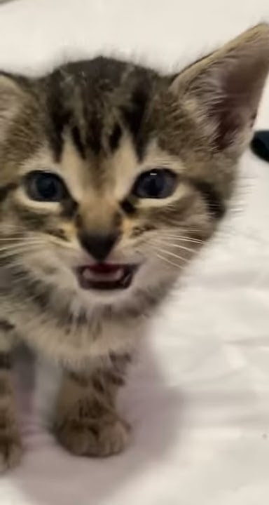 Are you gonna jump? Don't jump! | Tiktok cat