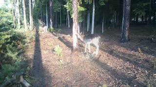 SRNCI, SRNY, DAŇCI, LIŠKA  #wildlife #forest #nature ##příroda #česká republika#trailcamera#woods