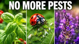 10 Herbs That Keep Garden Pests Away Naturally Most Gardeners Plant One Wrong
